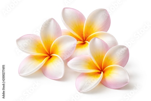 Isolated vibrant frangipani blooms on clean white background