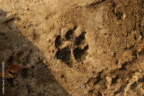 Принти на полотні Aged paw print in concrete, preserved animal footprint texture with concept of t