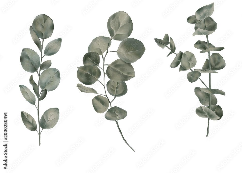 Obraz premium Eucalyptus greenery set boho wedding minimal luxury soft green botanical elements
