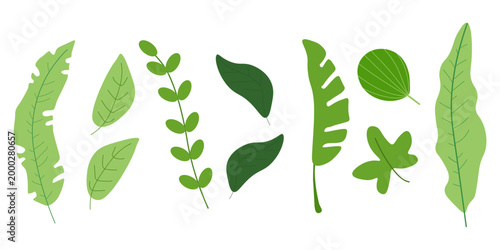 Bright green leaves set of various shapes and species isolated on white background
