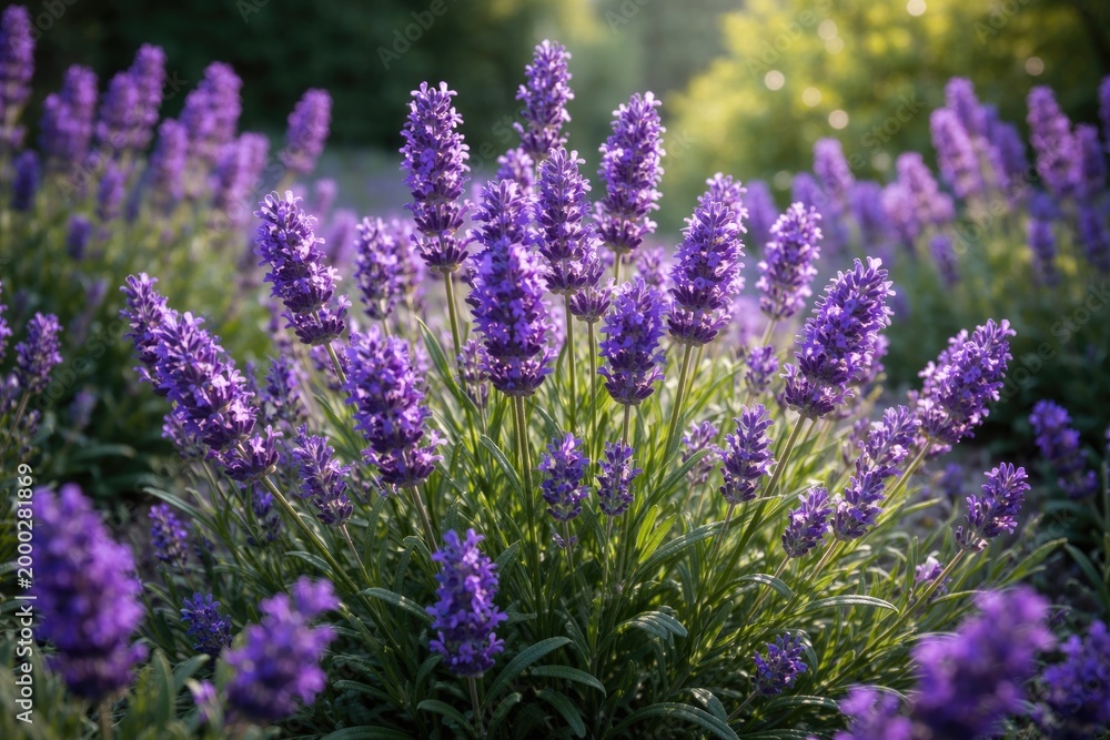 Fototapeta premium Lavandula angustifolia flower clusters blooming amidst green leaves in garden