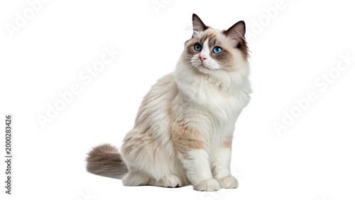 Canvas Print Ragdoll cat sitting on a white background looking to the side with bright blue e