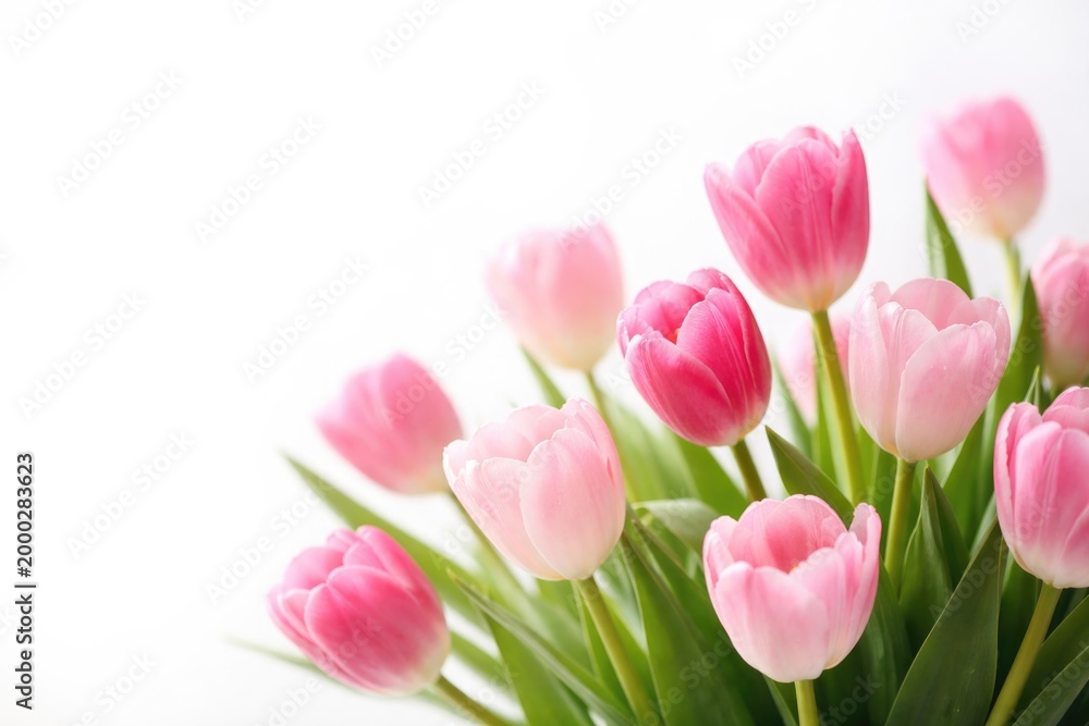 Naklejka premium Bright isolated tulips in pink shades with white background and copy space