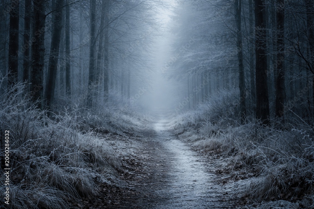 Fototapeta premium Chilly winter fog over a cleared forest path with frost
