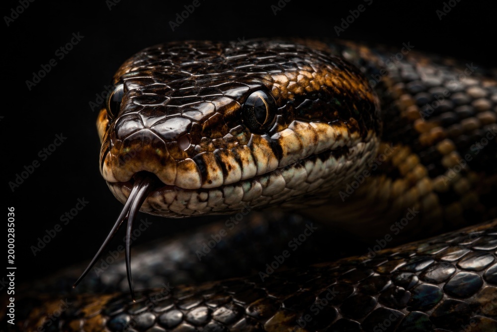 Fototapeta premium Close-up portrait of a snake with glossy scales set on a dark plain background