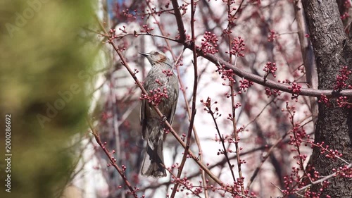 Brown-eared Bulbul Looking Around Among Red Buds