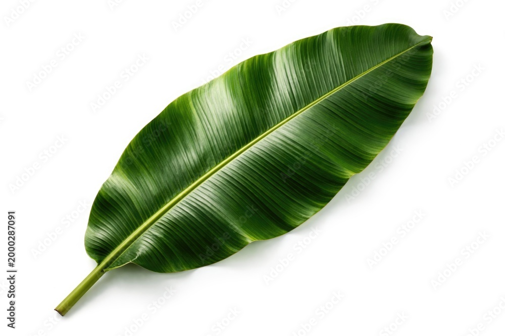 Fototapeta premium Banana leaf isolated on white with tropical foliage texture and summer copy space area