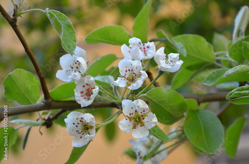 A pear branch blooms with white flowers in spring garden . Nature ,spring, natural environment.