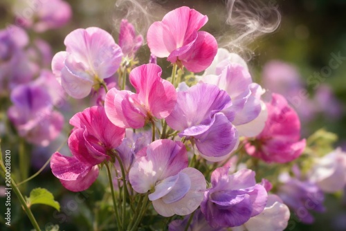 Lively cluster of sweet pea petals emitting sweet fragrance