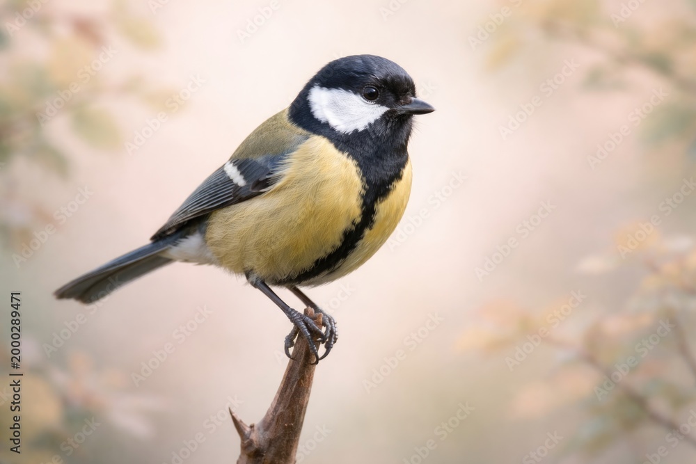 Obraz premium Elegant Great Tit balancing on sharp branch with a gentle pastel color scheme and faint foliage details