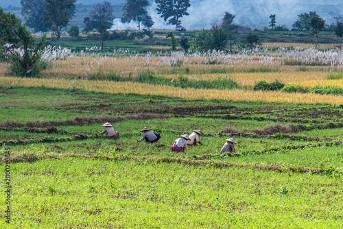 personnes au champ au Myanmar