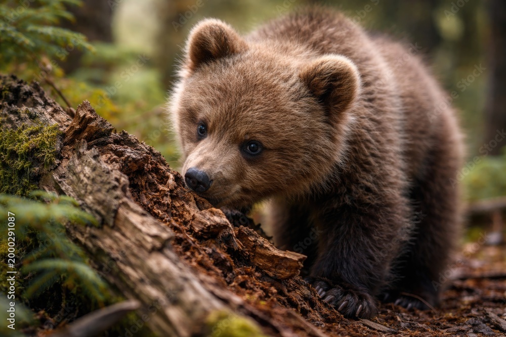 Obraz premium Cheerful brown bear cub sniffs around a broken snag