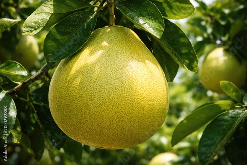 Close up of a large pomelo on a leafy tree