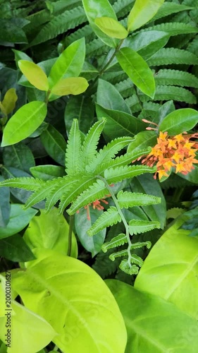 Green Leaves Swaying Gently in the Wind Under Natural Light
