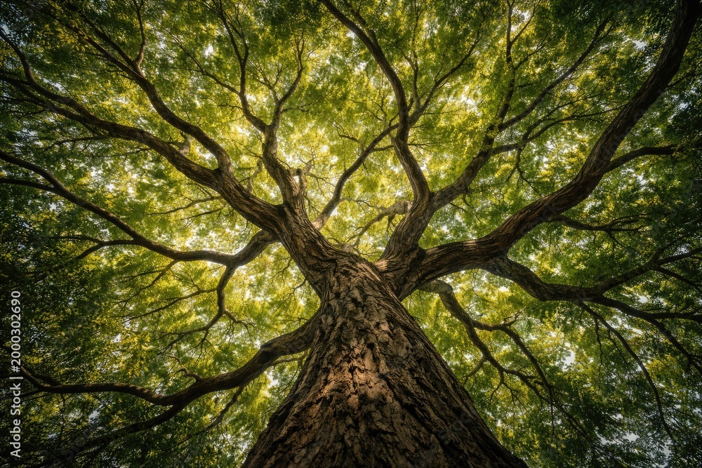 Fototapeta premium Full length view of tree branches stretching above from below