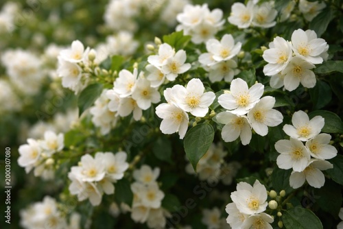 Delicate white jasmine flowers blooming on a green shrub