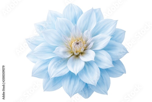 Isolated large light blue flower with clean white background for creative design