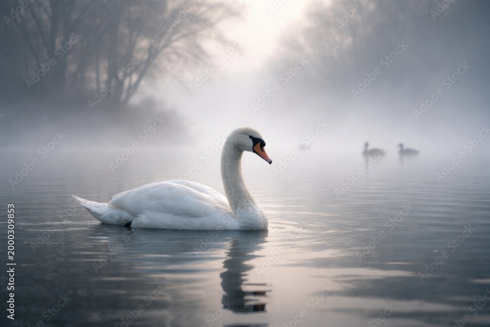 Fototapeta premium Graceful waterfowl floating gently amid foggy waterscape