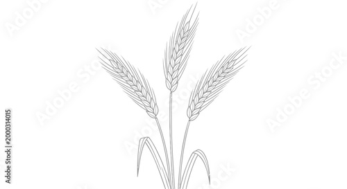 Wheat, grain, agricultural icons, vector graphics, farm symbols