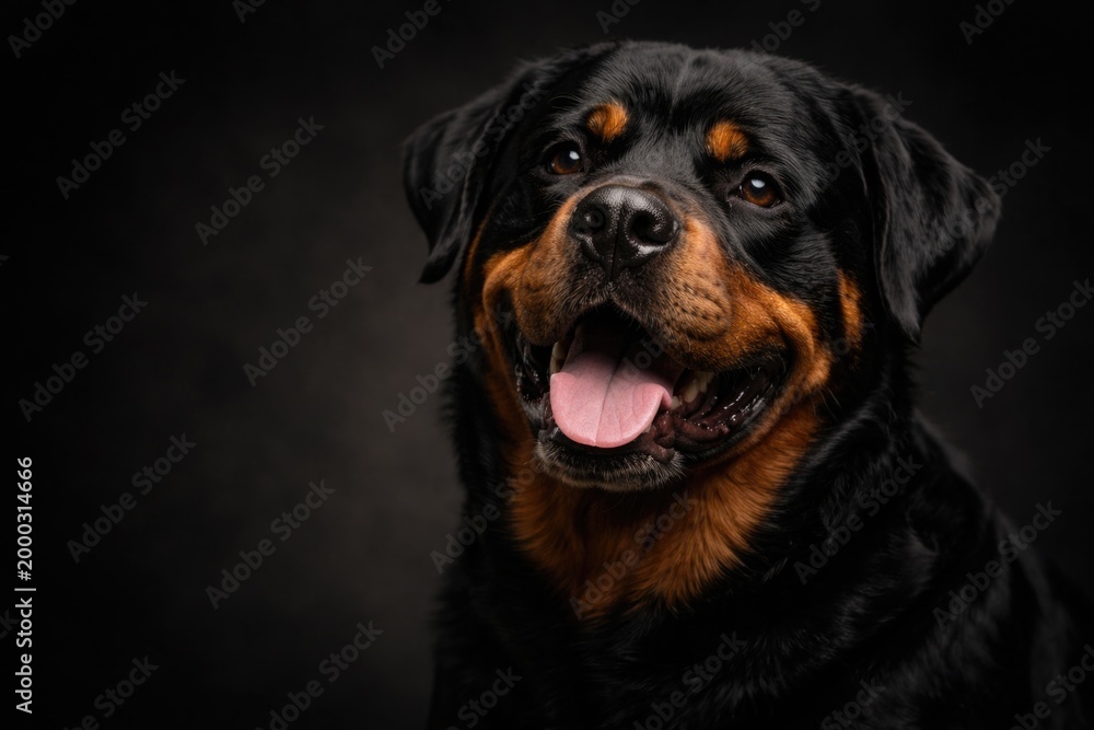 Fototapeta premium Close up image capturing a content Rottweiler pet with detailed coat on a dark background and copy space