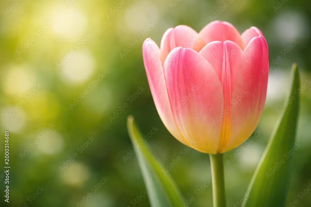 Fototapeta premium Close up of tulip flower with soft blurred greenery and space for text