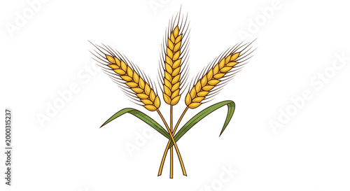 Wheat, grain, agricultural, illustration, vector, yellow, green, farm, harvest, food