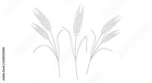 Wheat, grain, ears, illustration, vector graphics, agriculture, food, icons