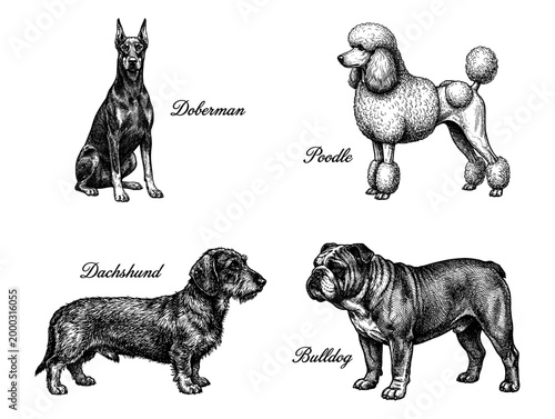 Dog breed set with doberman poodle dachshund bulldog in engraving