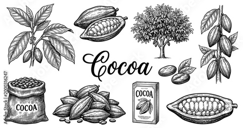 Cocoa bean pod tree branch sack box chocolate vintage engraving