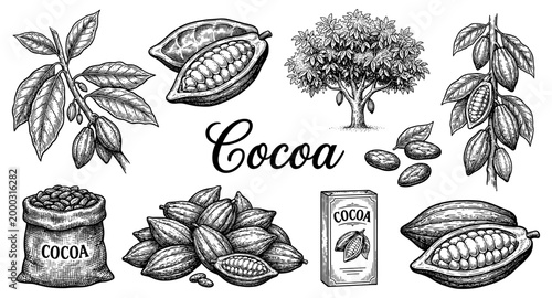 Cocoa bean set pod tree branch sack vintage engraving