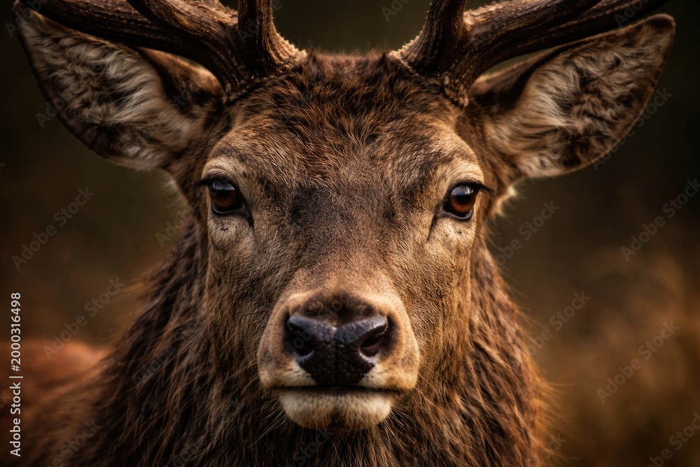 Fototapeta premium Intimate portrait showing the expressive eyes of a red deer stag