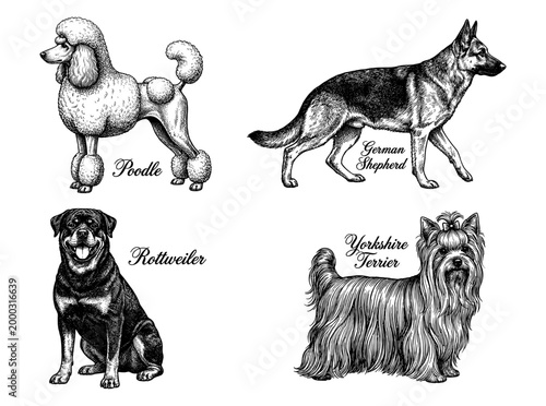 Dog breed set poodle german shepherd rottweiler terrier engraving