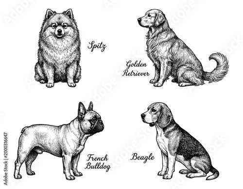 Dog breed set spitz golden retriever french bulldog beagle engraving