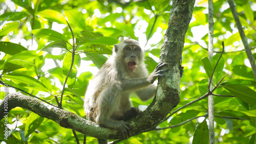 Photography Wild macaque monkey screaming on a tree branch in a lush jungle