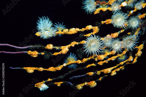 ナシジイソギンチャク　海中写真