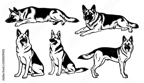 German Shepherd dog set standing sitting lying down line art