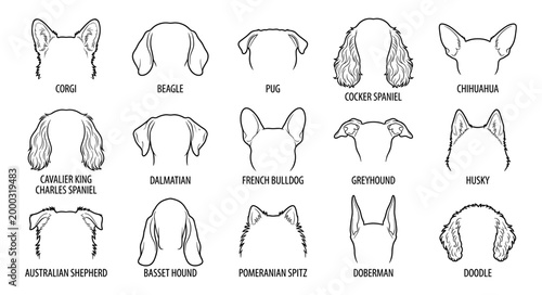 Dog ear head outline set corgi beagle pug husky spaniel line art