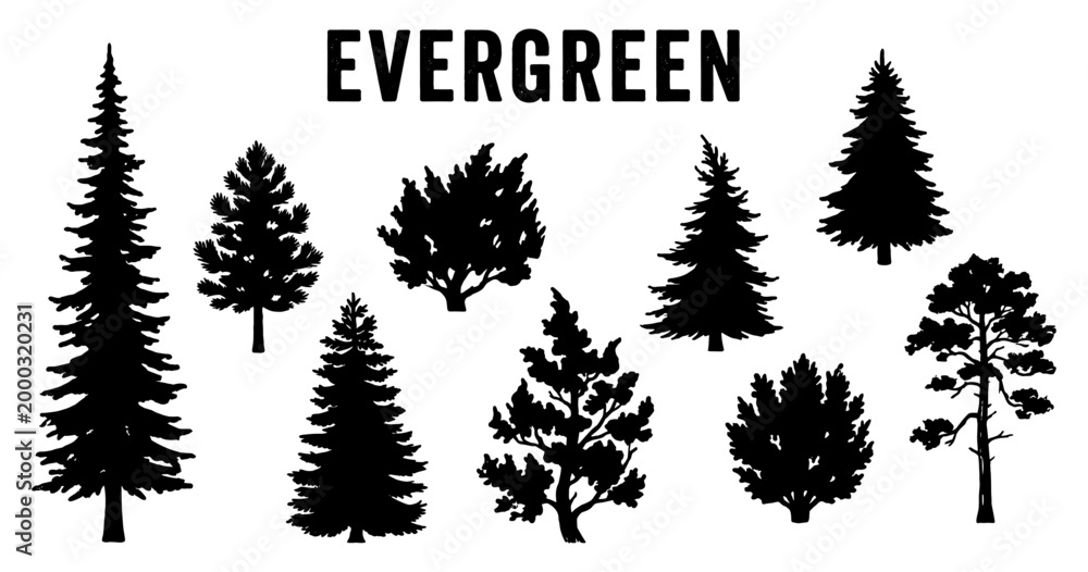 Fototapeta premium Evergreen tree silhouette set pine fir spruce bush forest
