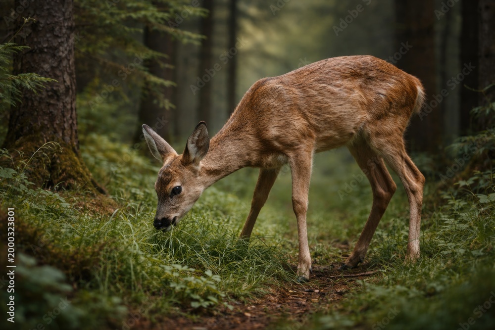 Obraz premium Full length view of a juvenile roe deer eating grass in dense woods