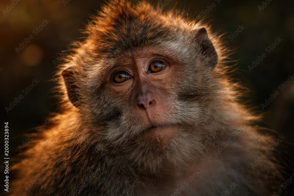 Obraz premium Intimate depiction of a hairy headed monkey expressing sentiments