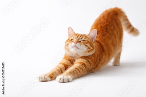 Happy red cat stretching on bright white background with copy space