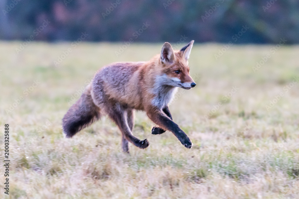 Obraz premium Cute Red Fox, Vulpes vulpes in fall forest. Beautiful animal in the nature habitat. Wildlife scene from the wild nature. Red fox running in orange autumn leaves