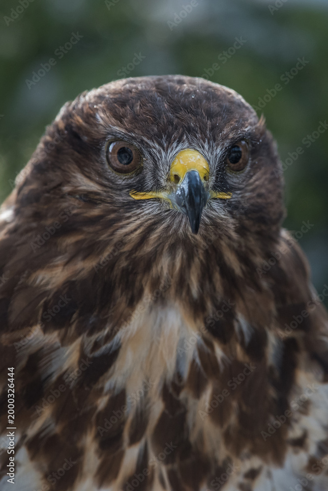 Obraz premium Birds of prey - Common Buzzard (Buteo buteo)