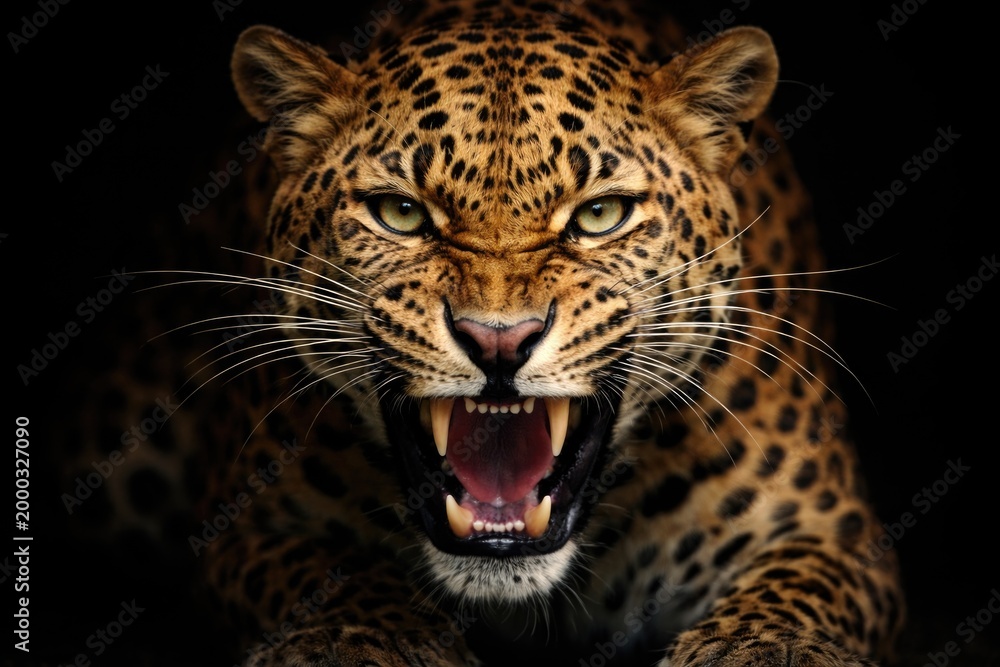 Obraz premium Fierce leopard close up with sharp eyes and growling mouth on black surface