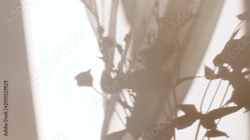 Eustoma flowers stand in a vase. Transparent soft light and shadow from leaves of the eustoma on wall. Wind blows through the open window in the room. Waving white tulle near the window. .4k