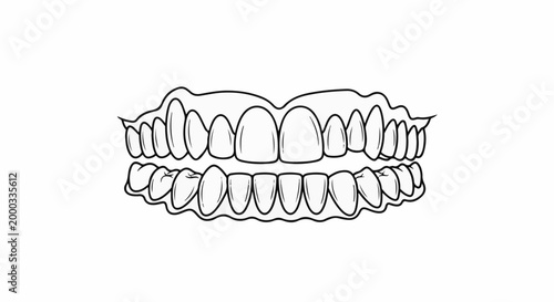 Black and white line drawing of a human set of teeth