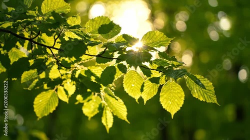 Sunlit green leaves on a tree branch in a natural outdoor setting with bokeh background