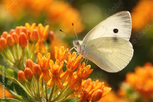 Close up capture of cabbage white butterfly on radiant orange butterfly weed flowers