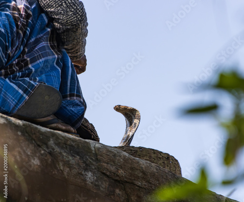 A man is sitting on a rock with a cobra on his lap