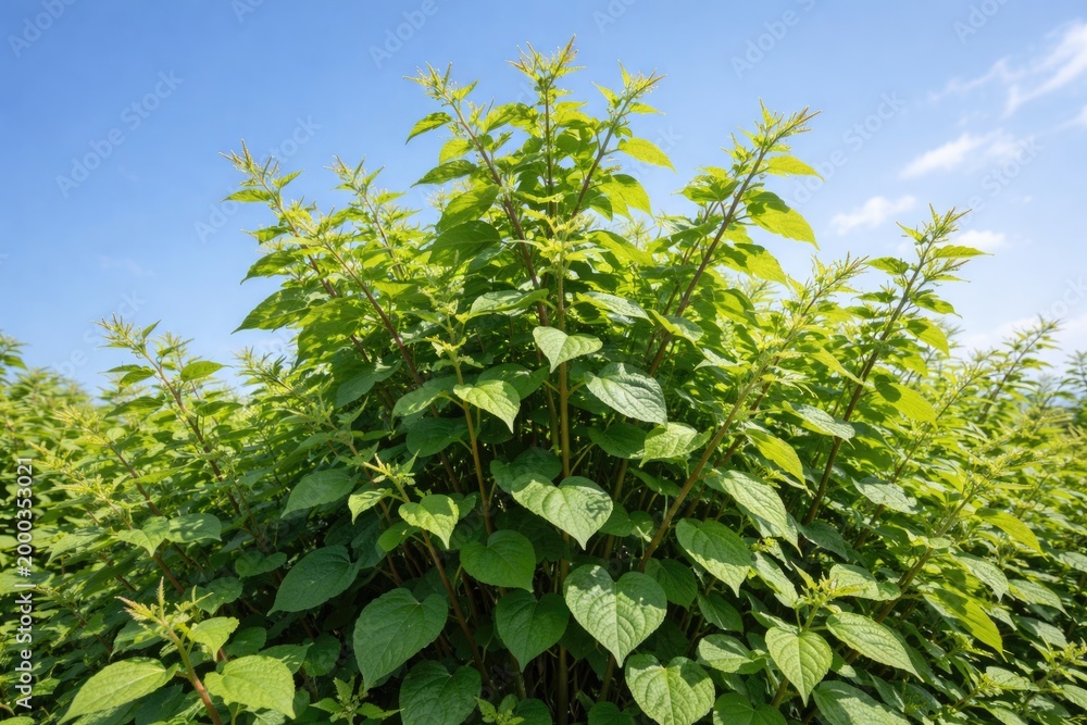 Fototapeta premium Fast growing Japanese Knotweed with lush leaves against a clear blue sky